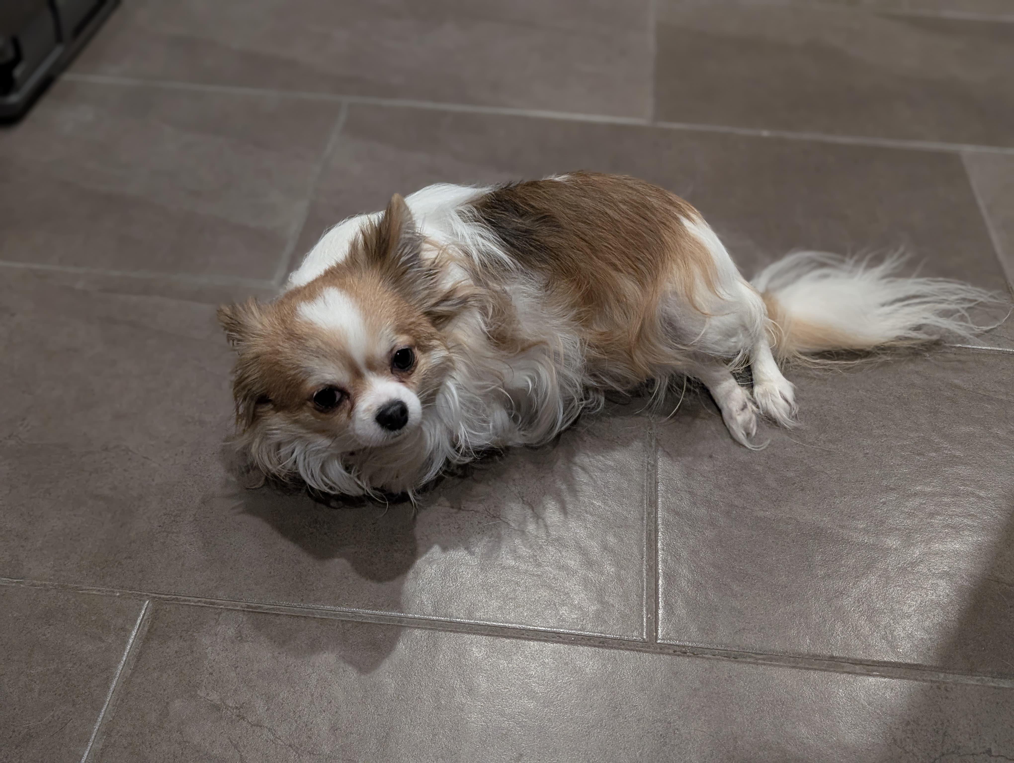 Cookie, a ADOPTABLE Chihuahua in Owen Sound, ON image 4/5