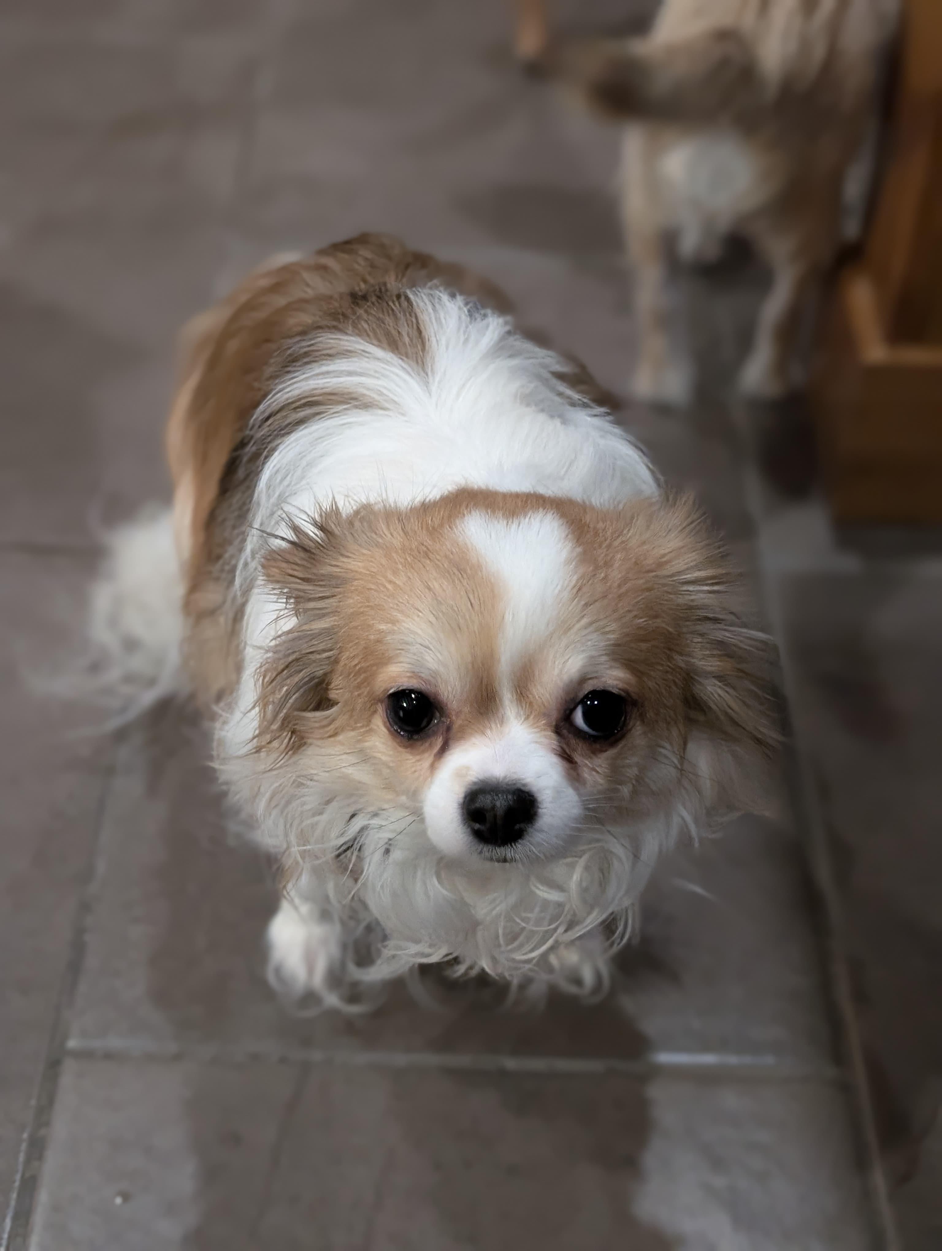 Cookie, a ADOPTABLE Chihuahua in Owen Sound, ON image 5/5