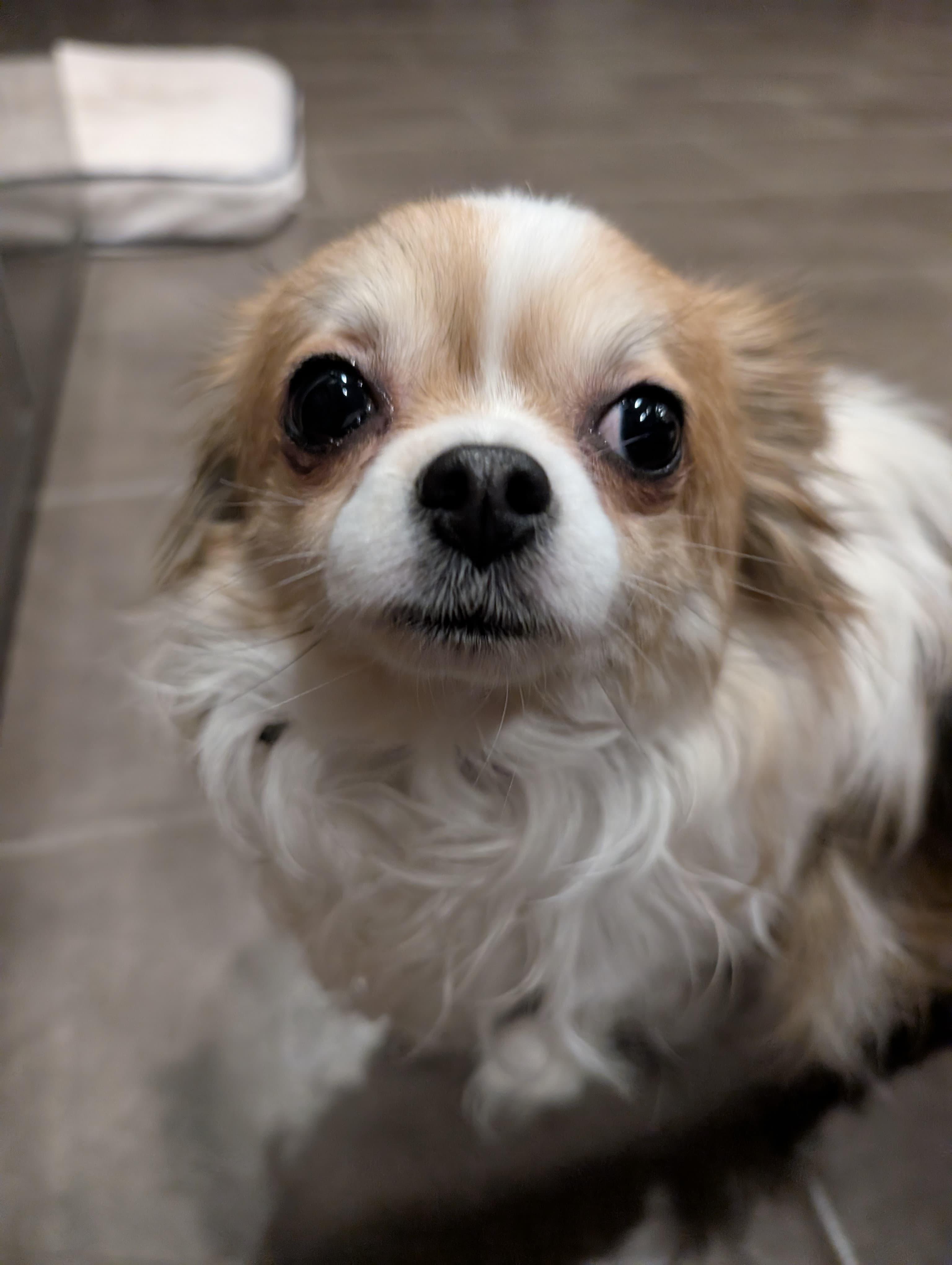 Cookie, a ADOPTABLE Chihuahua in Owen Sound, ON image 2/5