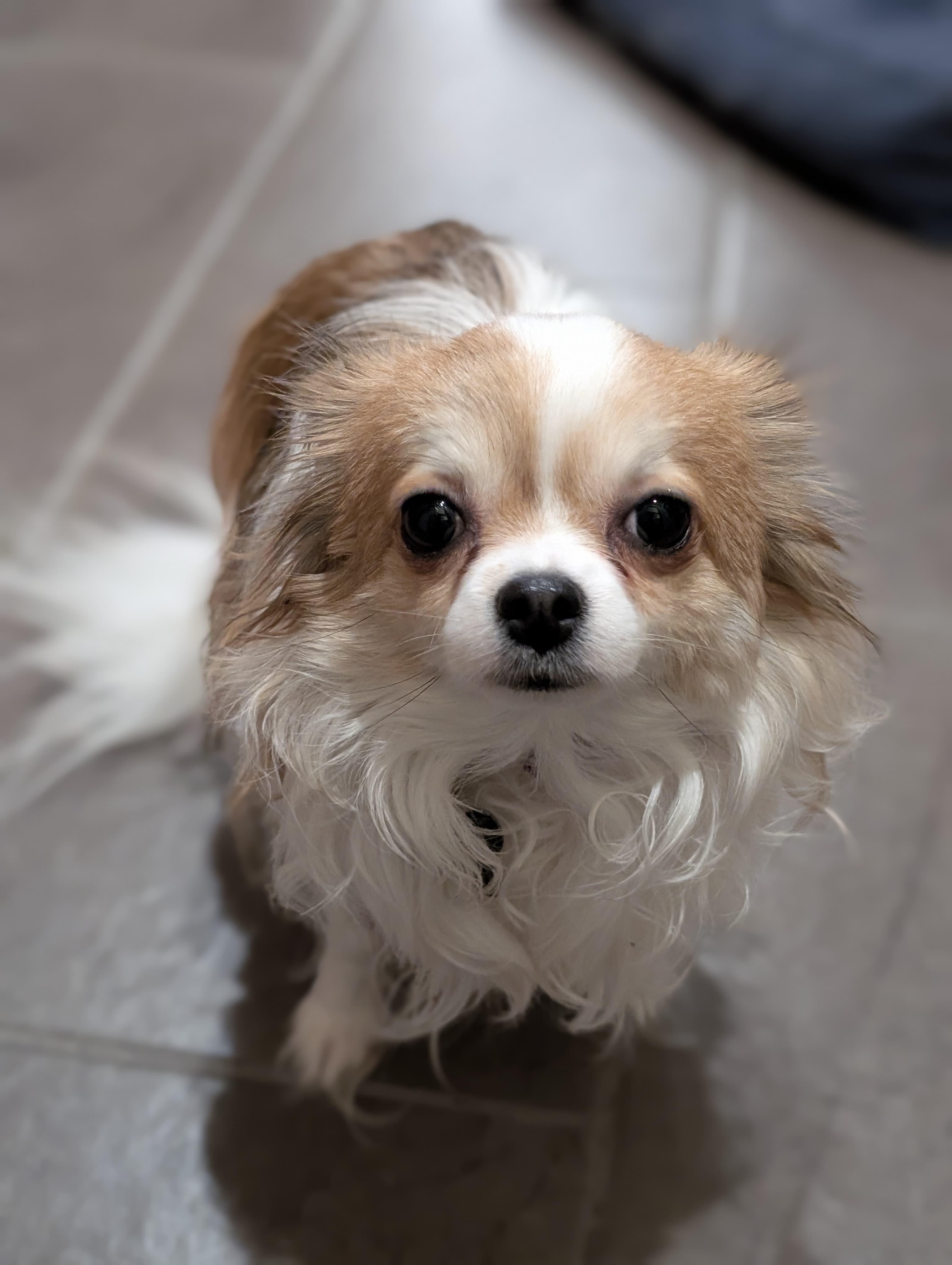 Cookie, a ADOPTABLE Chihuahua in Owen Sound, ON image 1/5