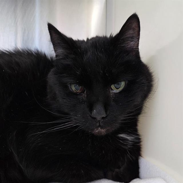 Enlarge MILLI, a Adoptable Domestic Short Hair in Centerville, MA image 1/1