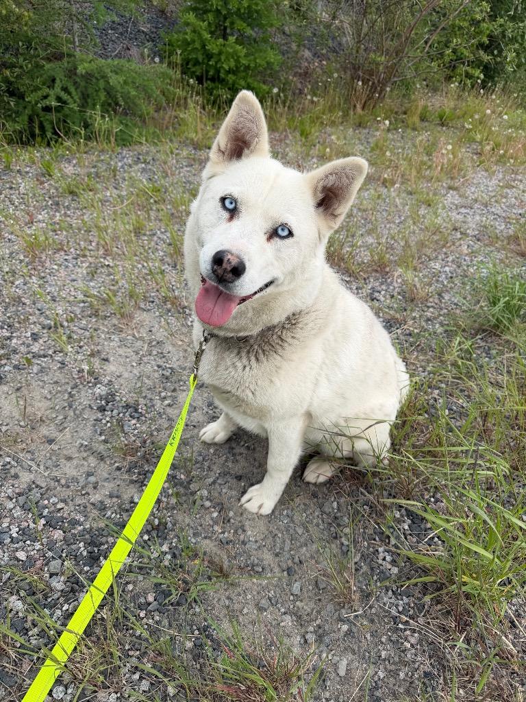 Dutchess, Adoptable, Adult Female Husky.