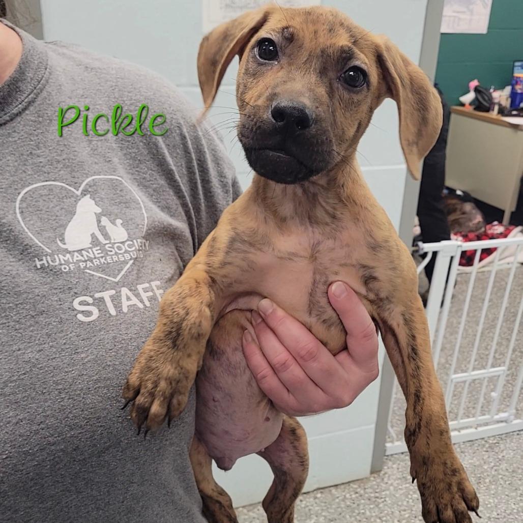 Pickle, Adoptable, Puppy Male Pit Bull Terrier.
