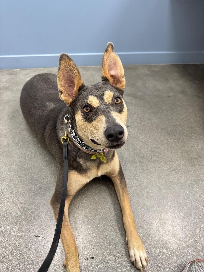 Sadie, a Adoptable mixed breed in Burbank, CA image 3/4