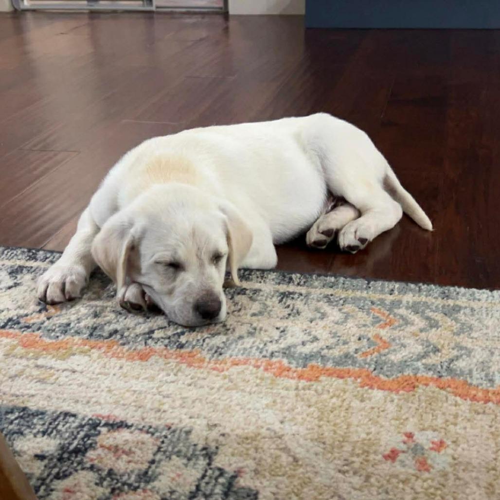 Falcon, Adoptable, Puppy Male Labrador Retriever & Great Pyrenees.
