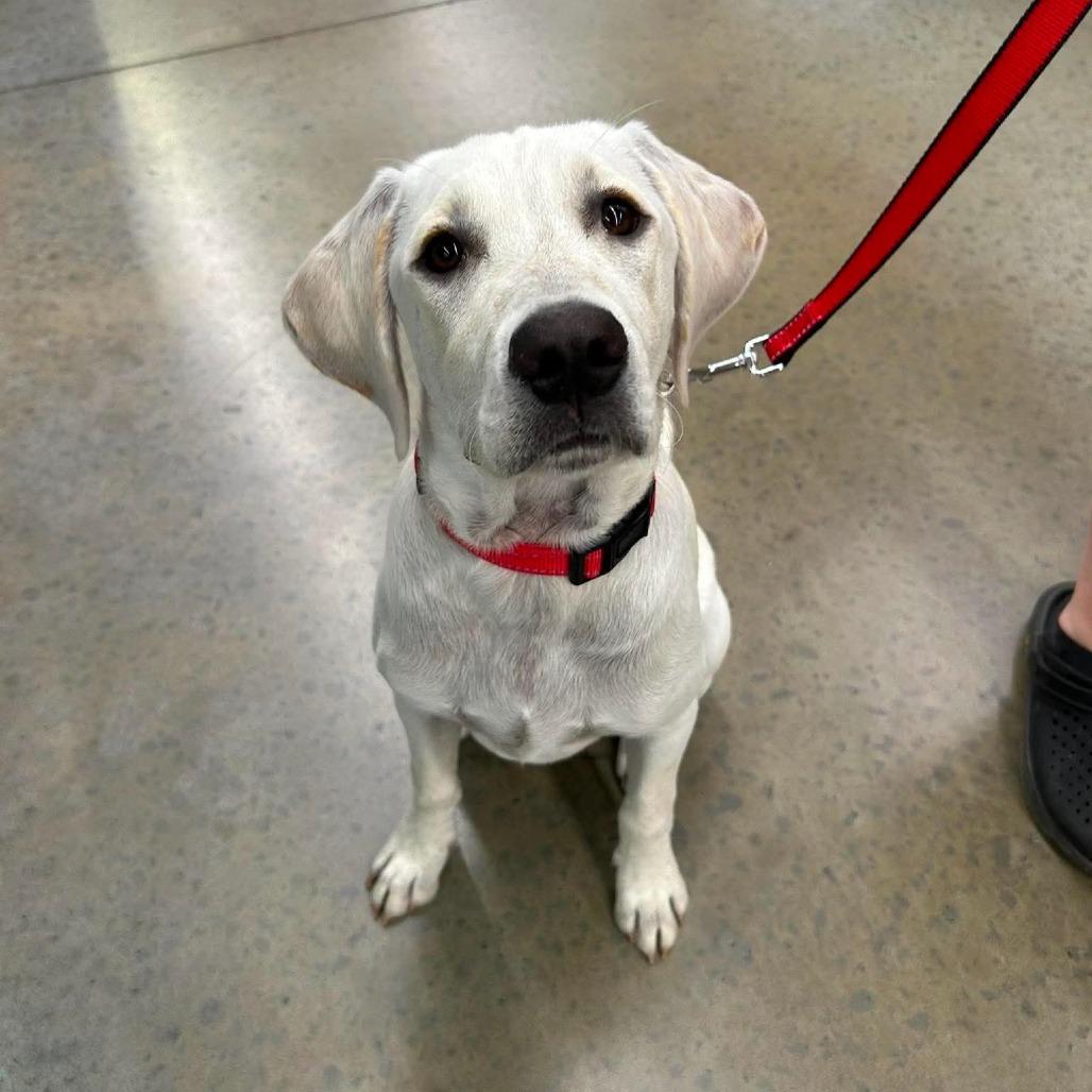 Falcon, Adoptable, Young Male Labrador Retriever & Great Pyrenees.