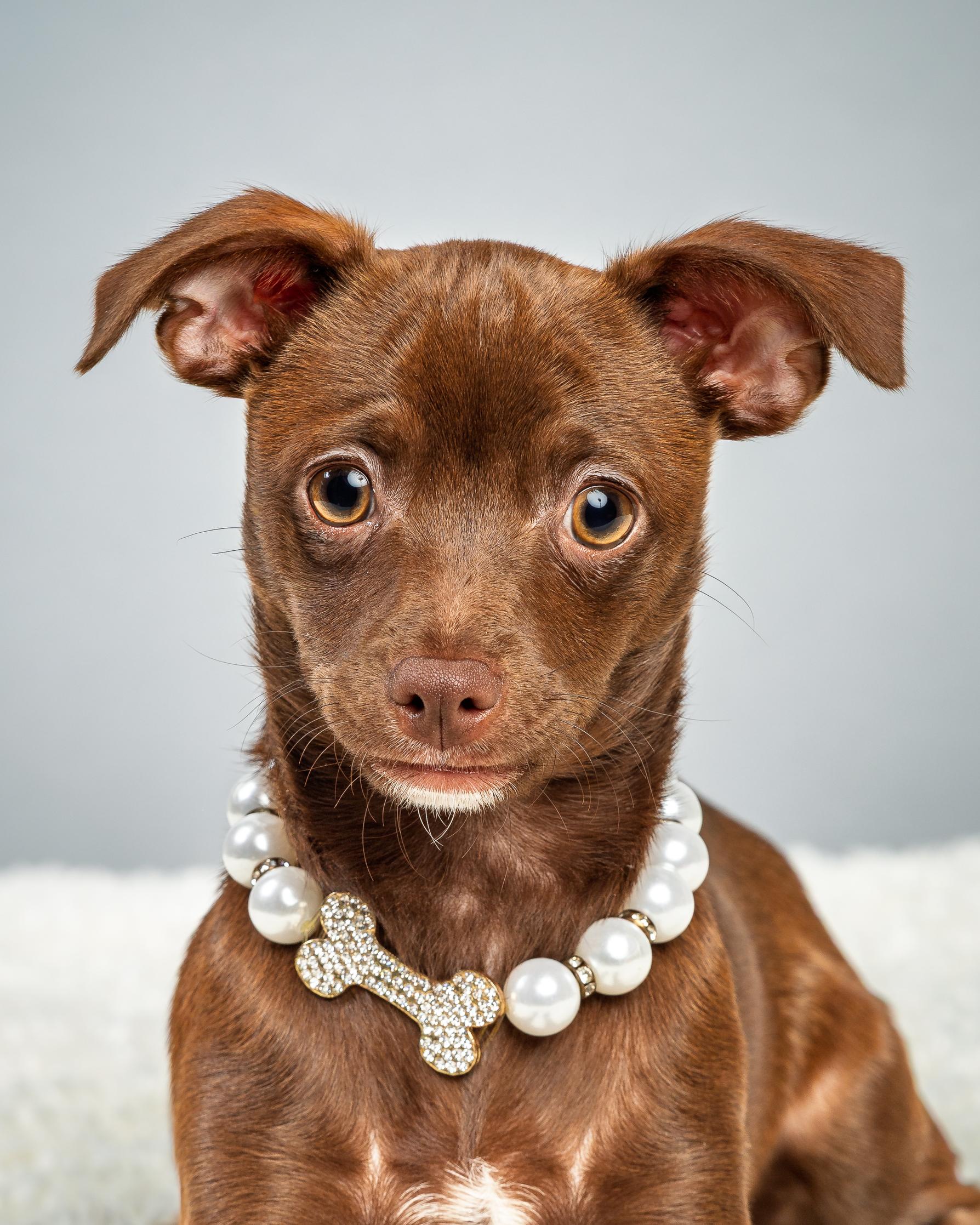 Enlarge Emmie - Puppy , a ADOPTABLE Chihuahua in Plano, TX image 2/6
