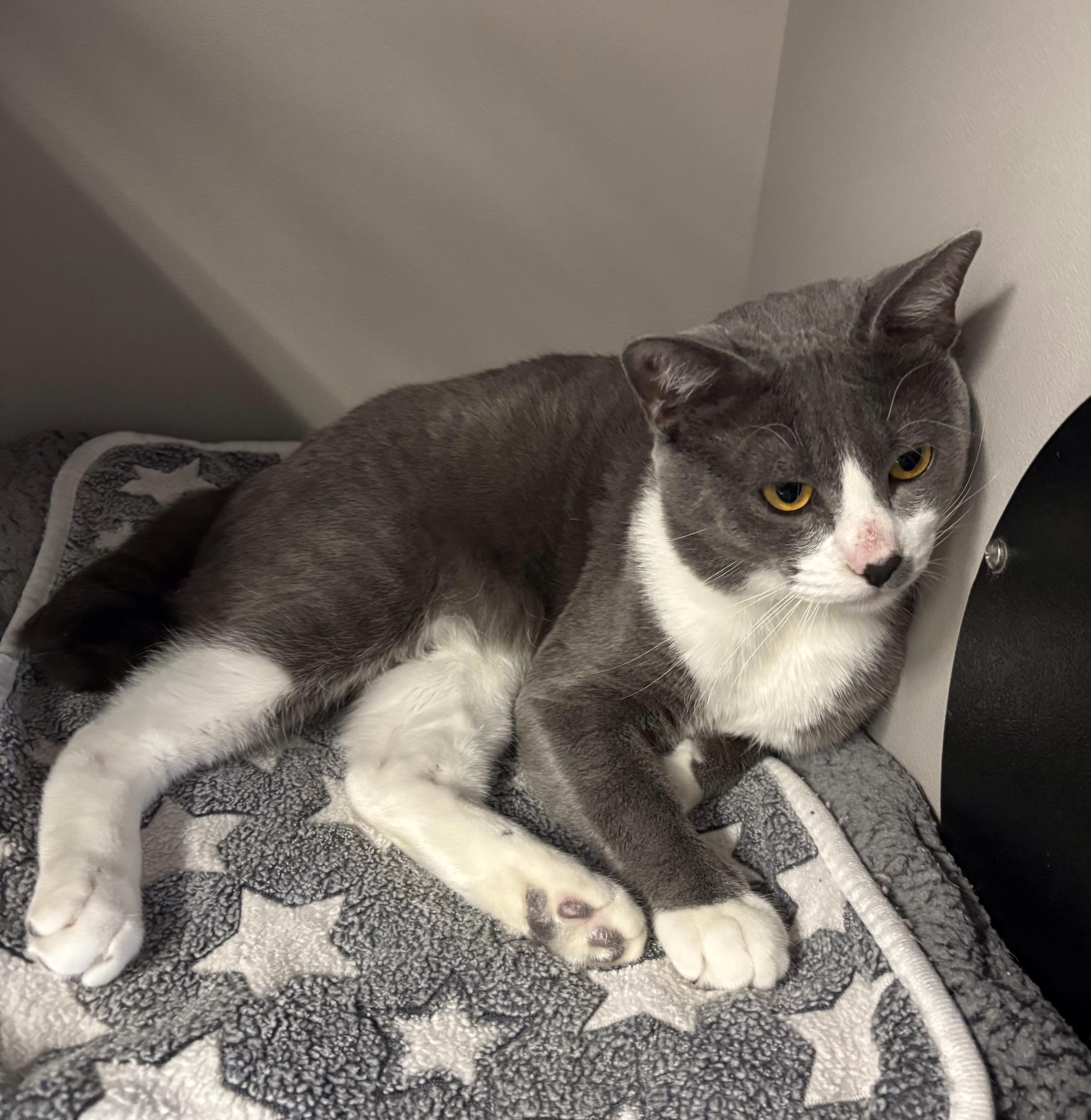 Enlarge Mowgli, an adopted Domestic Short Hair in Phoenix, AZ image 1/4