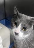 Enlarge Mowgli, an adopted Domestic Short Hair in Phoenix, AZ image 2/4