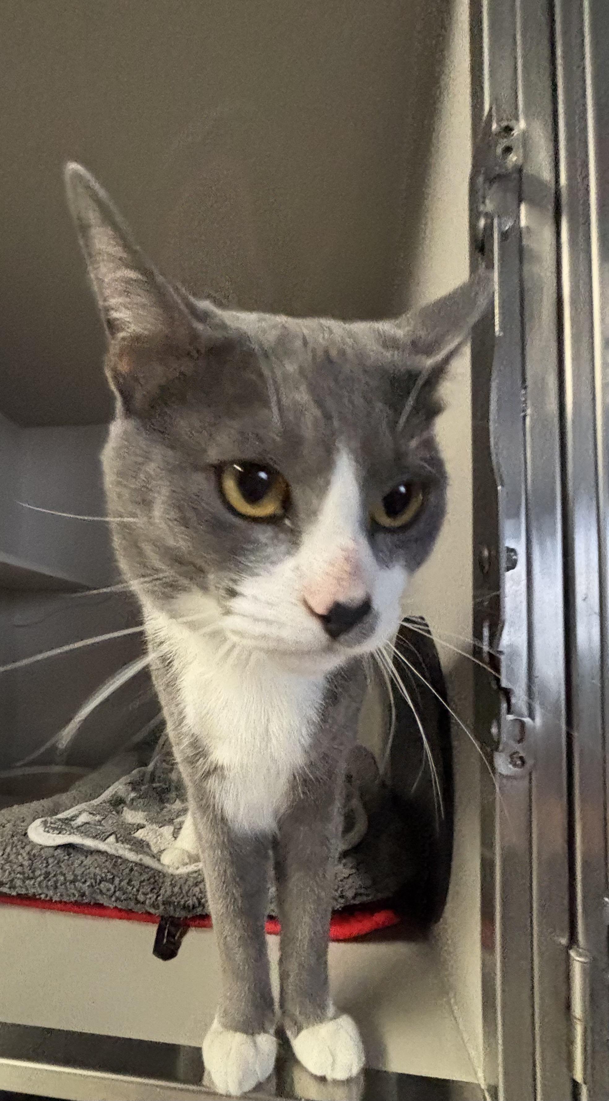 Enlarge Mowgli, an adopted Domestic Short Hair in Phoenix, AZ image 4/4