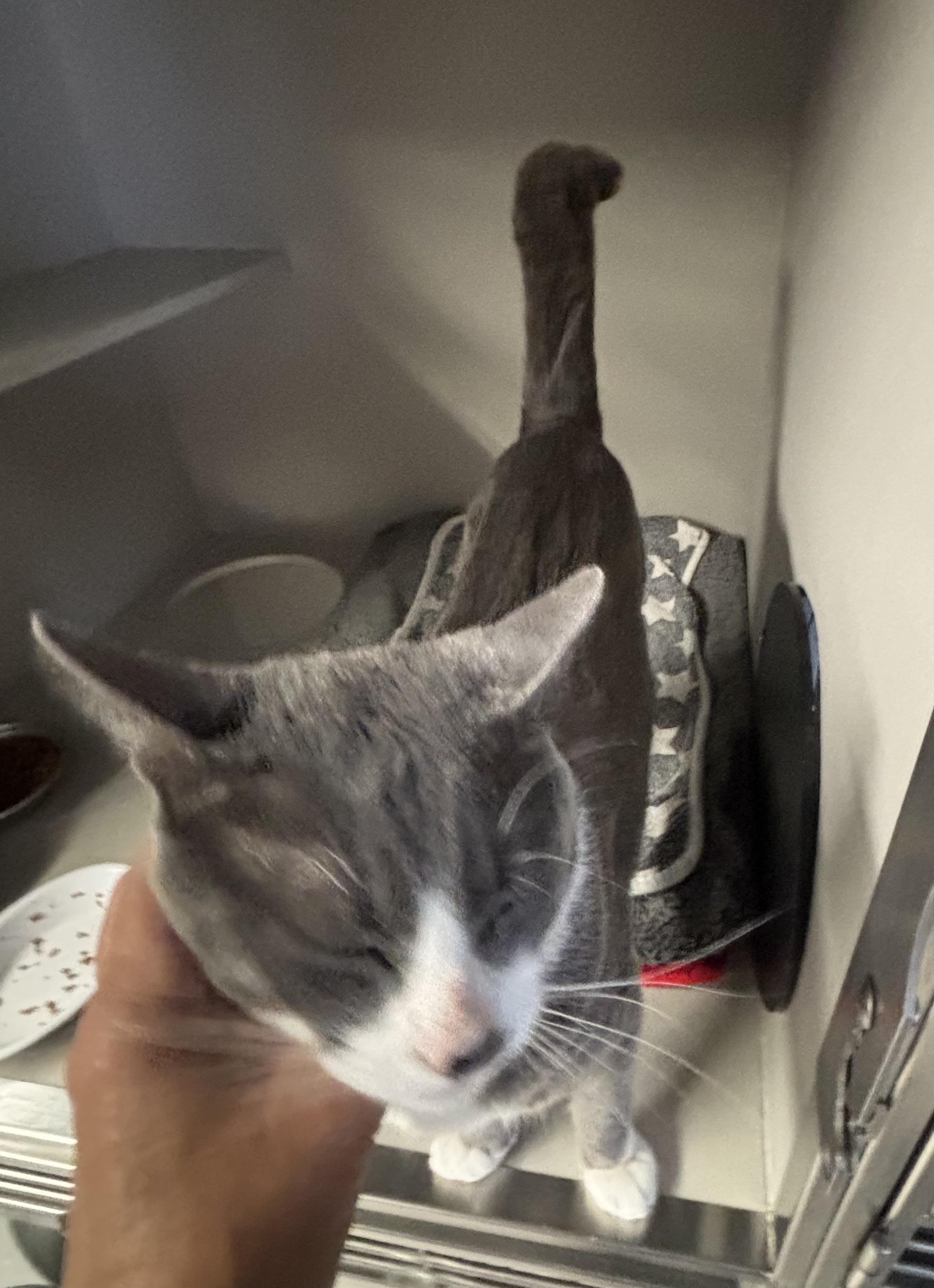 Enlarge Mowgli, an adopted Domestic Short Hair in Phoenix, AZ image 3/4