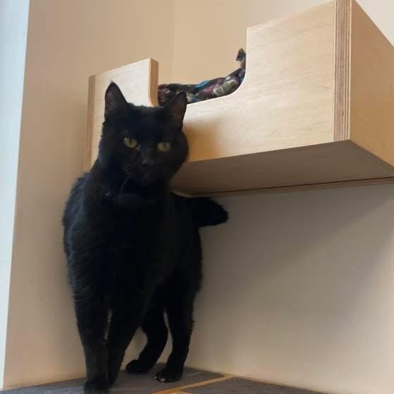 Stomper and Bambi - (bonded pair) , ADOPTABLE, Adult Female Domestic Long Hair.