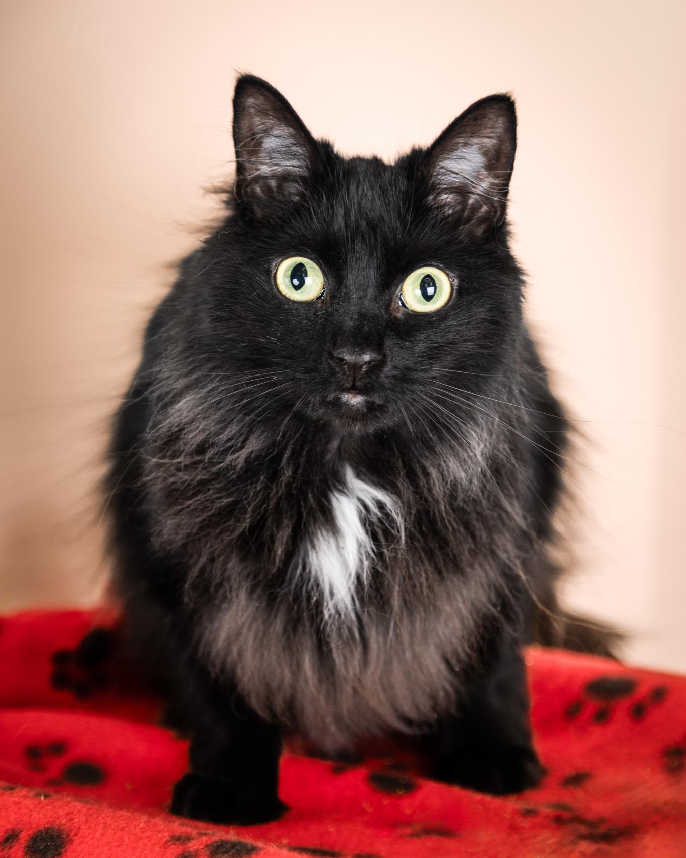 Enlarge Stomper and Bambi - (bonded pair) , a ADOPTABLE Domestic Long Hair in Quincy, MA image 2/3