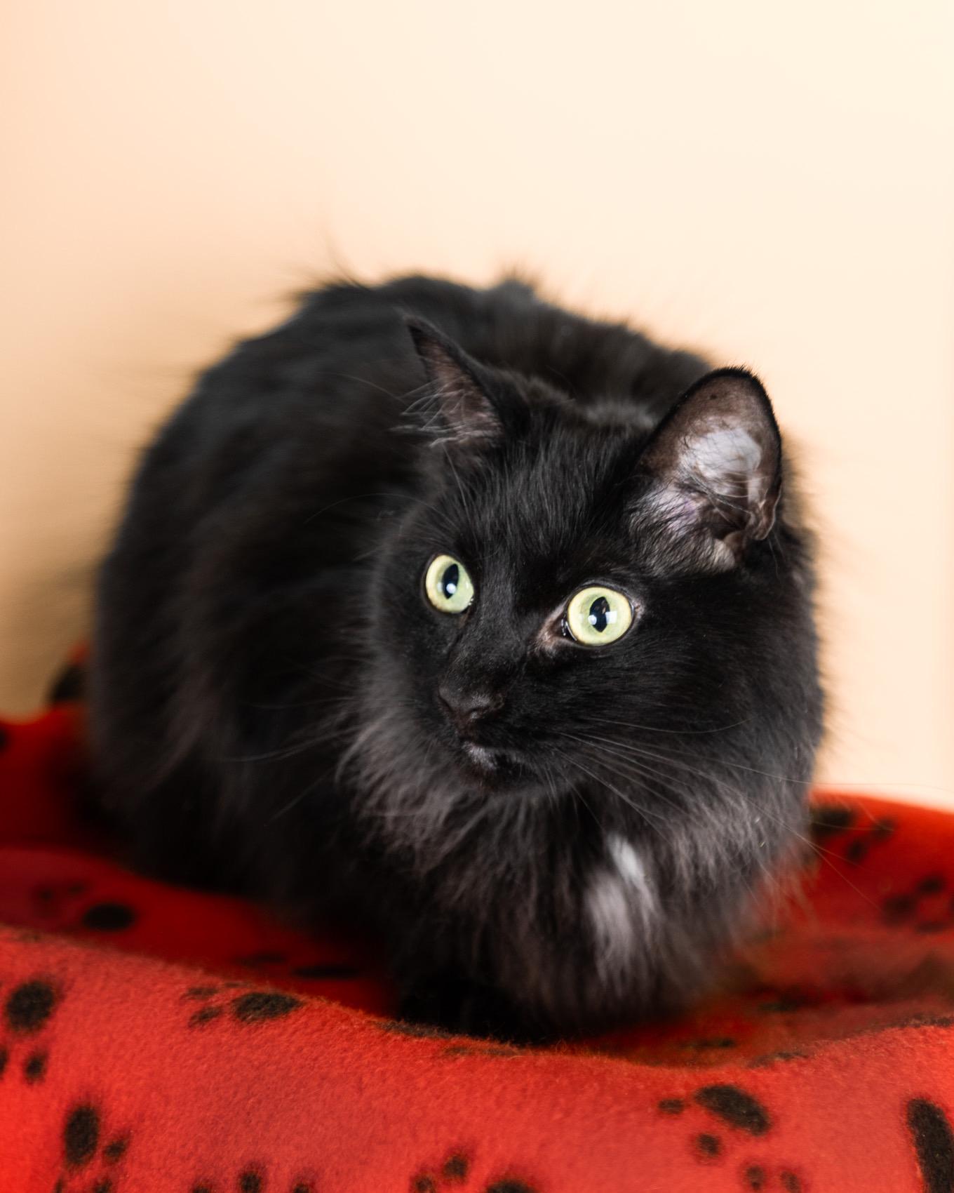 Enlarge Stomper and Bambi - (bonded pair) , a ADOPTABLE Domestic Long Hair in Quincy, MA image 3/3