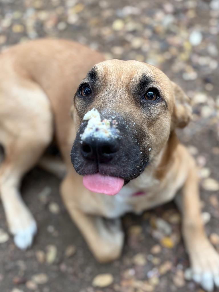 Enlarge Kiwi, a Adoptable mixed breed in Lockhart, TX image 2/2