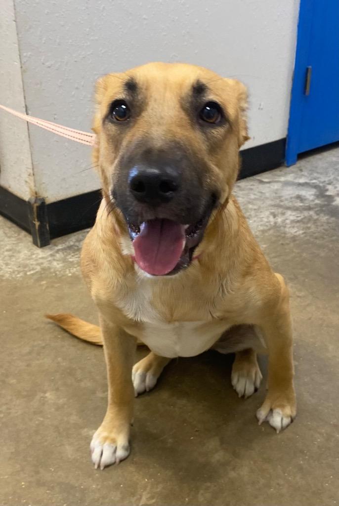 Enlarge Kiwi, a Adoptable mixed breed in Lockhart, TX image 1/2