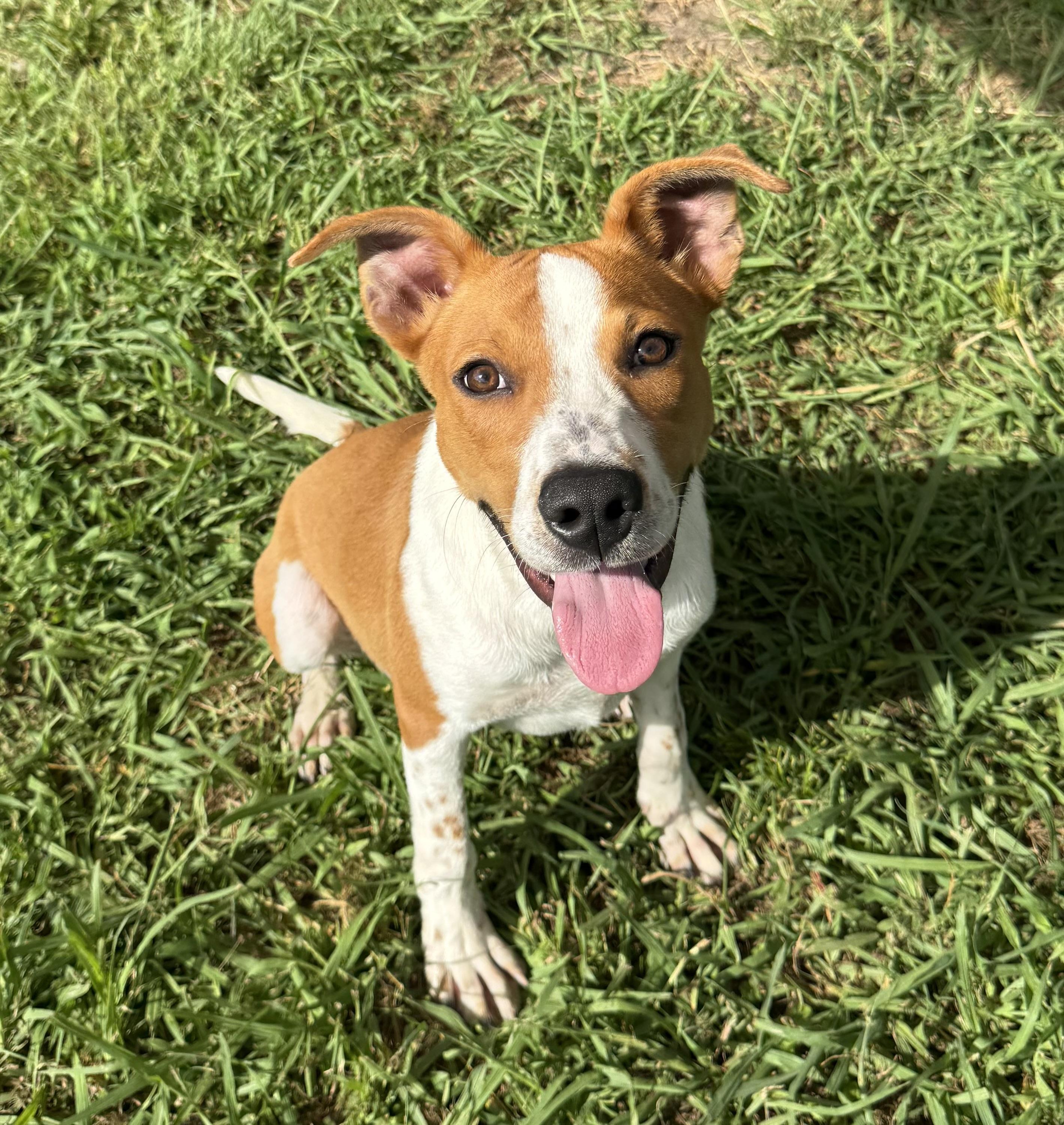 Dan, Young Male Mixed Breed