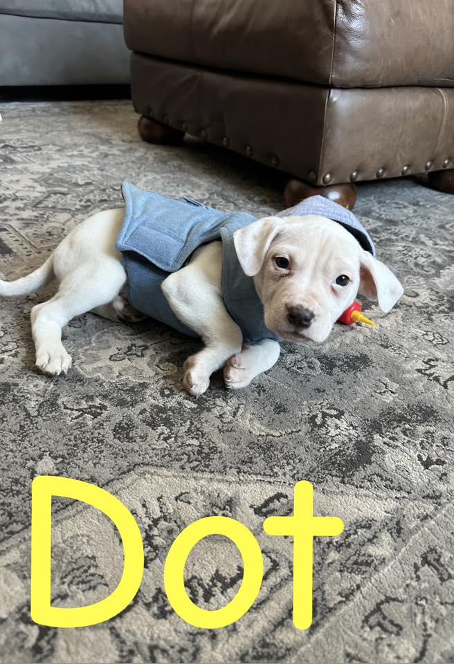 Enlarge Dot, a ADOPTABLE Mixed Breed in Clinton, WI image 2/4