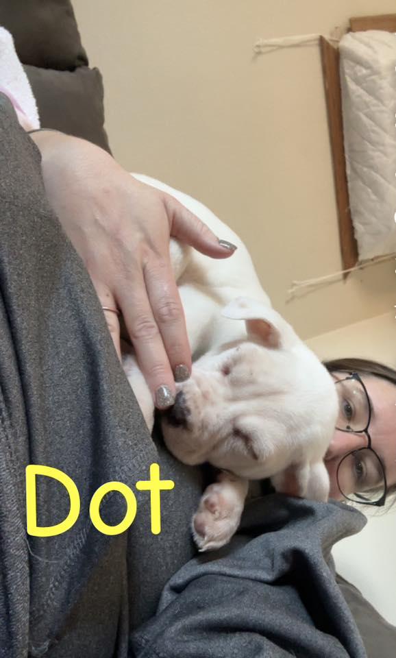 Enlarge Dot, a ADOPTABLE Mixed Breed in Clinton, WI image 4/4