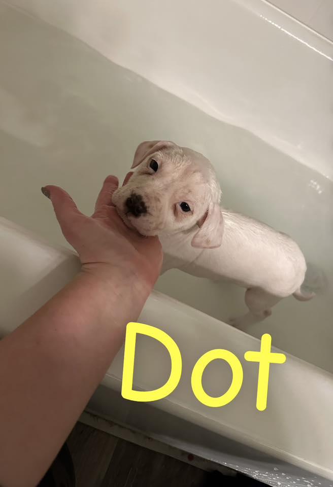 Enlarge Dot, a ADOPTABLE Mixed Breed in Clinton, WI image 3/4