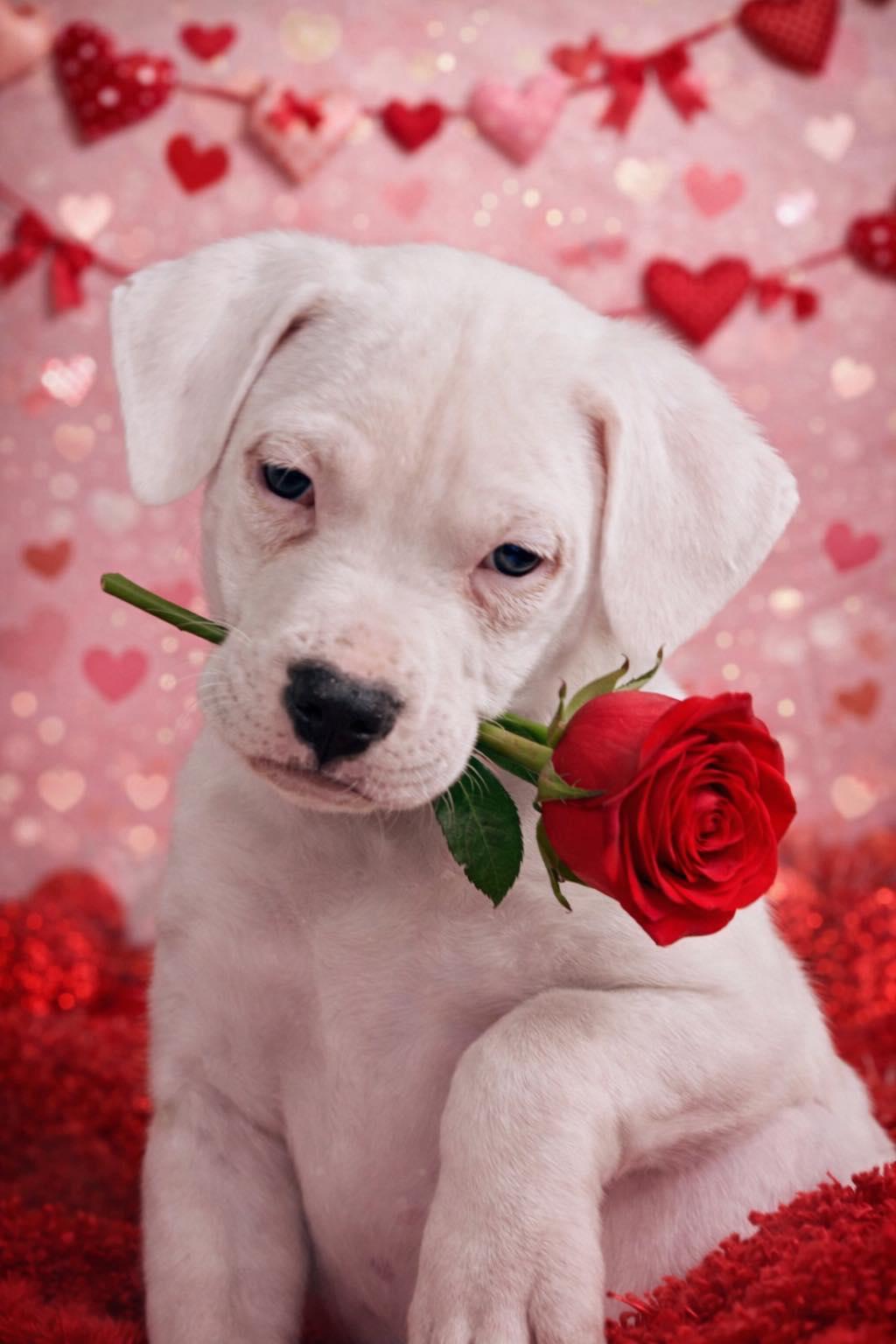 Dot, ADOPTABLE, Puppy Male Mixed Breed.