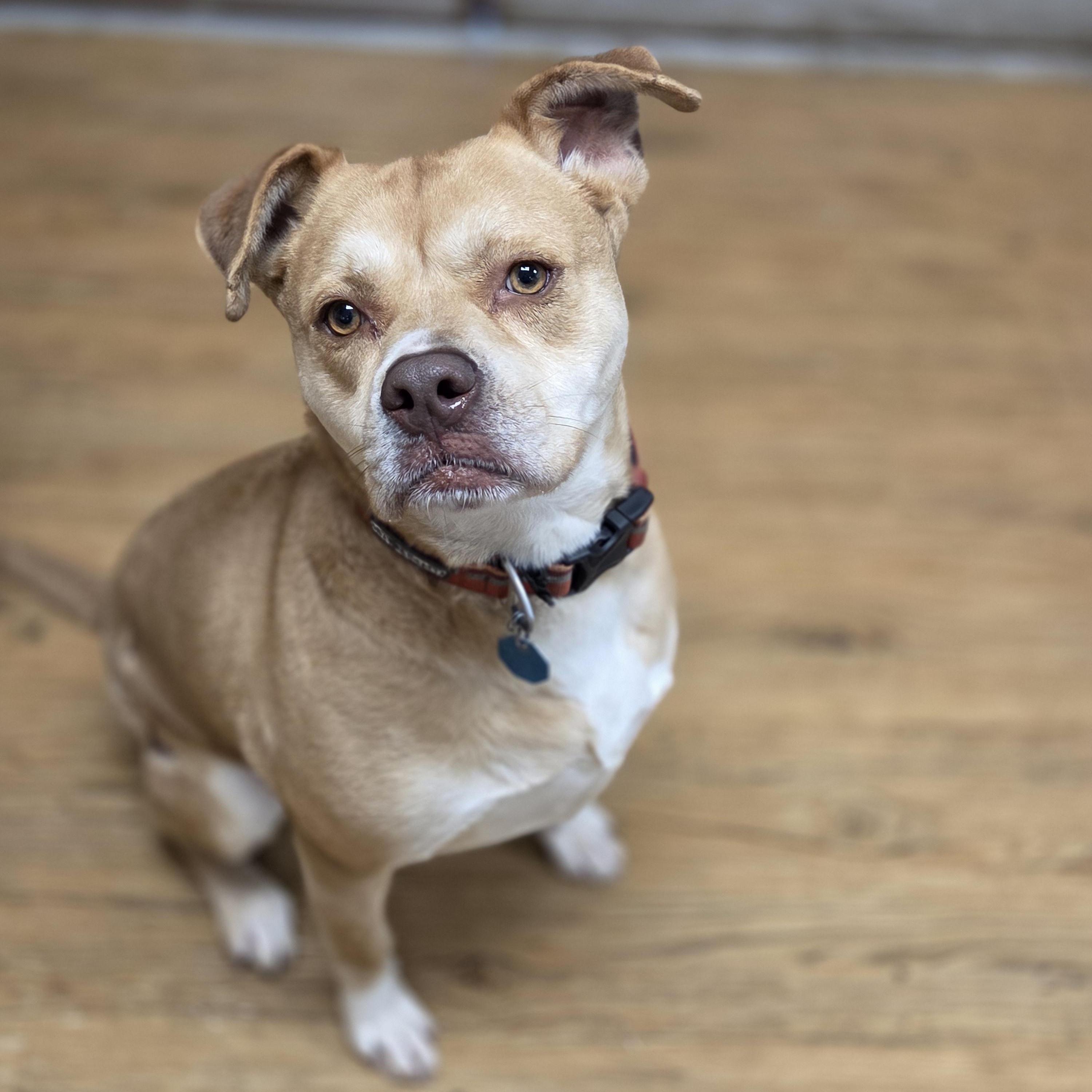 Spanky, Adoptable, Adult Male Boxer.
