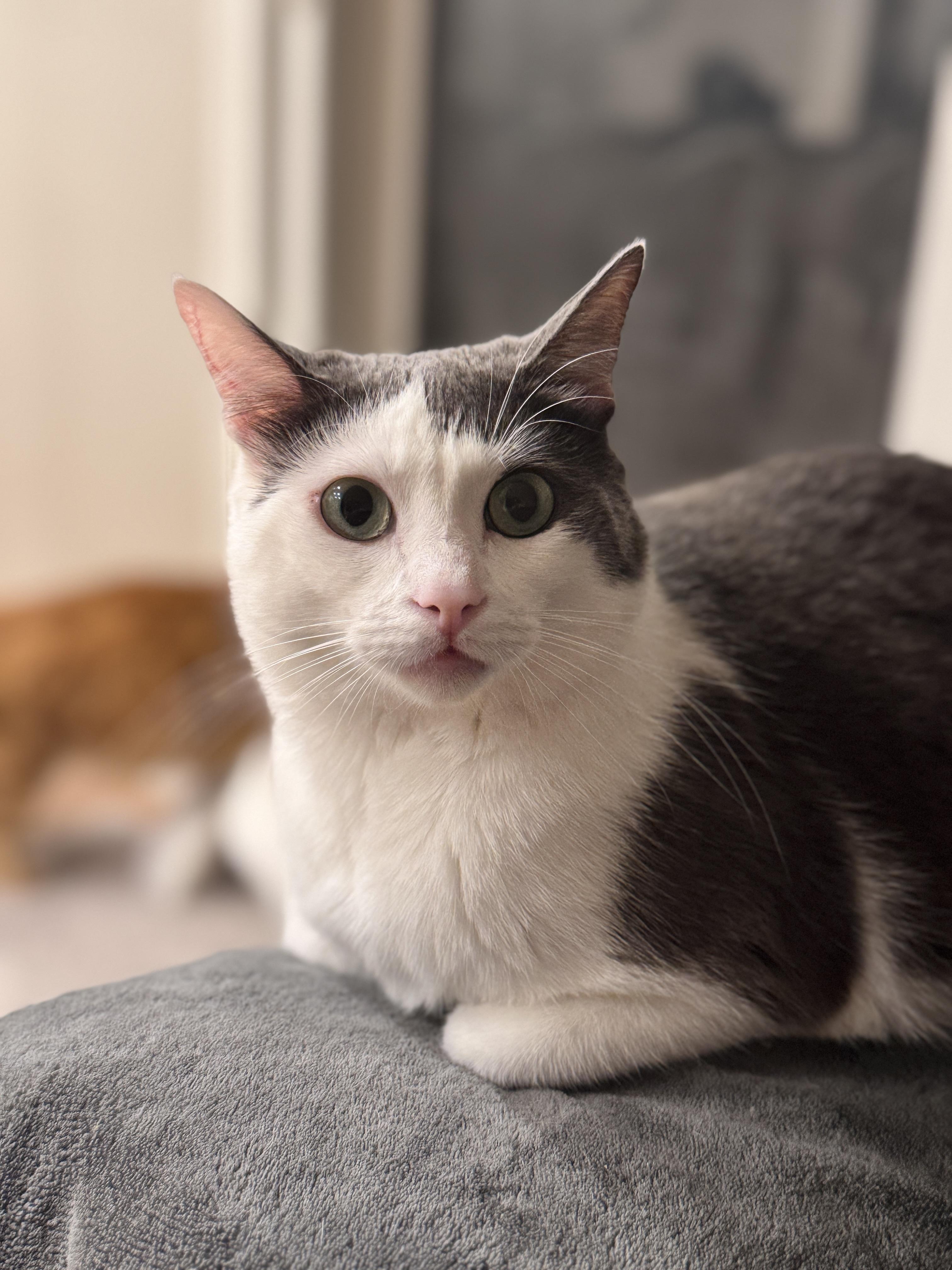 Periwinkle, a Adoptable mixed breed in Laguna Beach, CA image 1/5