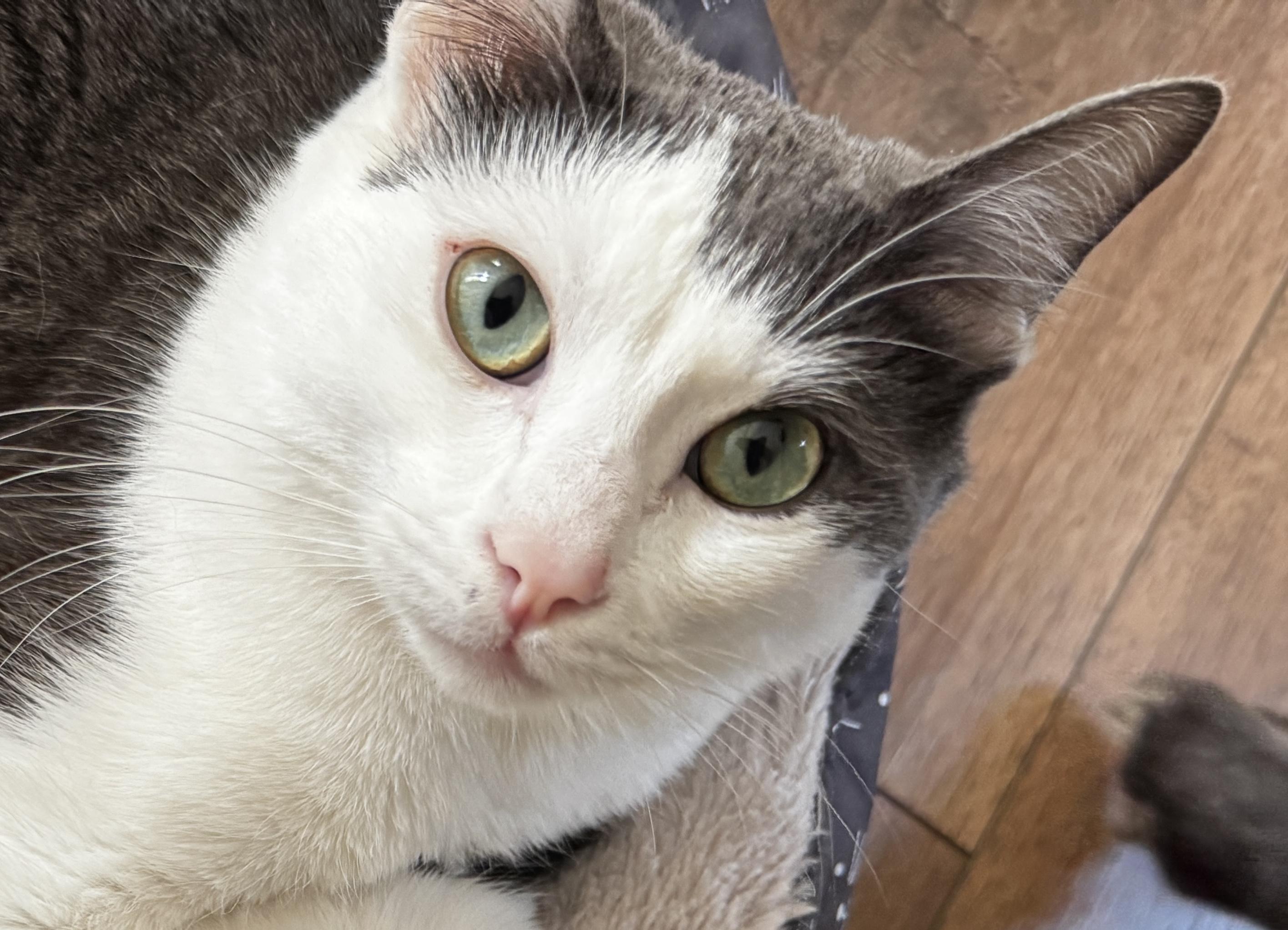 Periwinkle, a Adoptable mixed breed in Laguna Beach, CA image 2/5