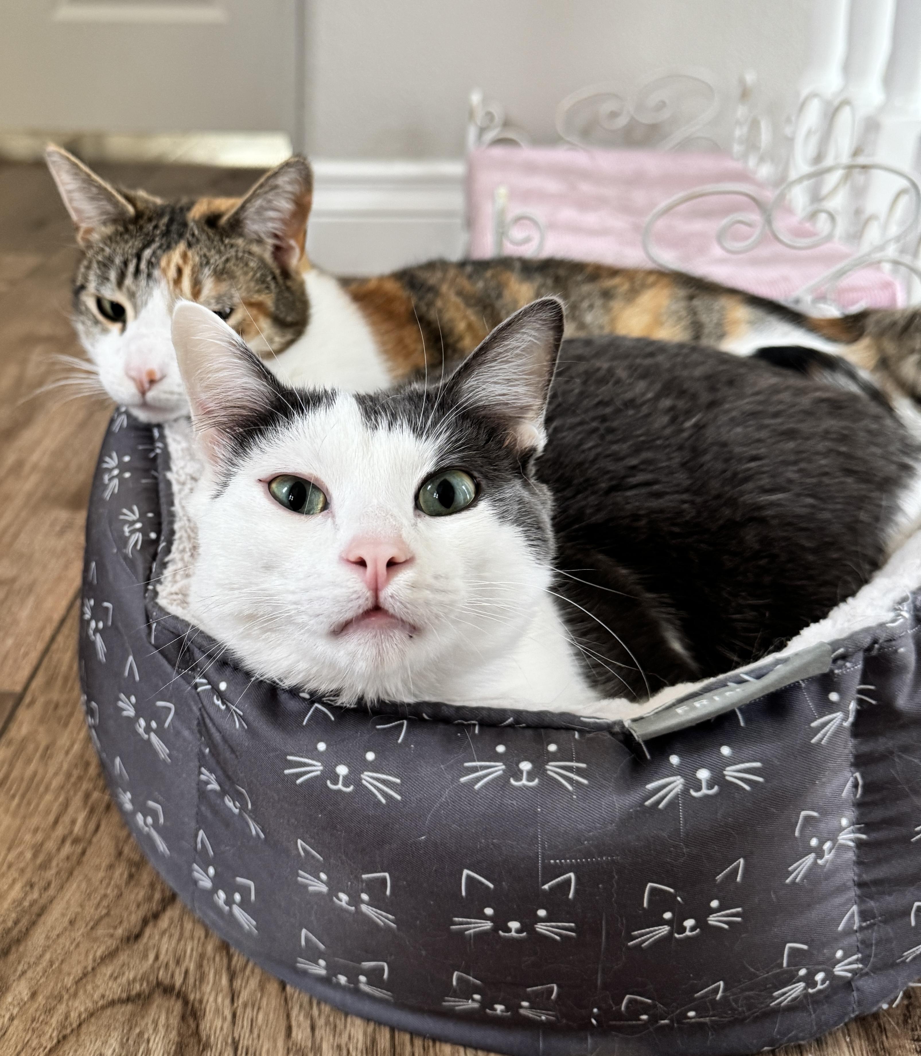 Periwinkle, a Adoptable mixed breed in Laguna Beach, CA image 5/5