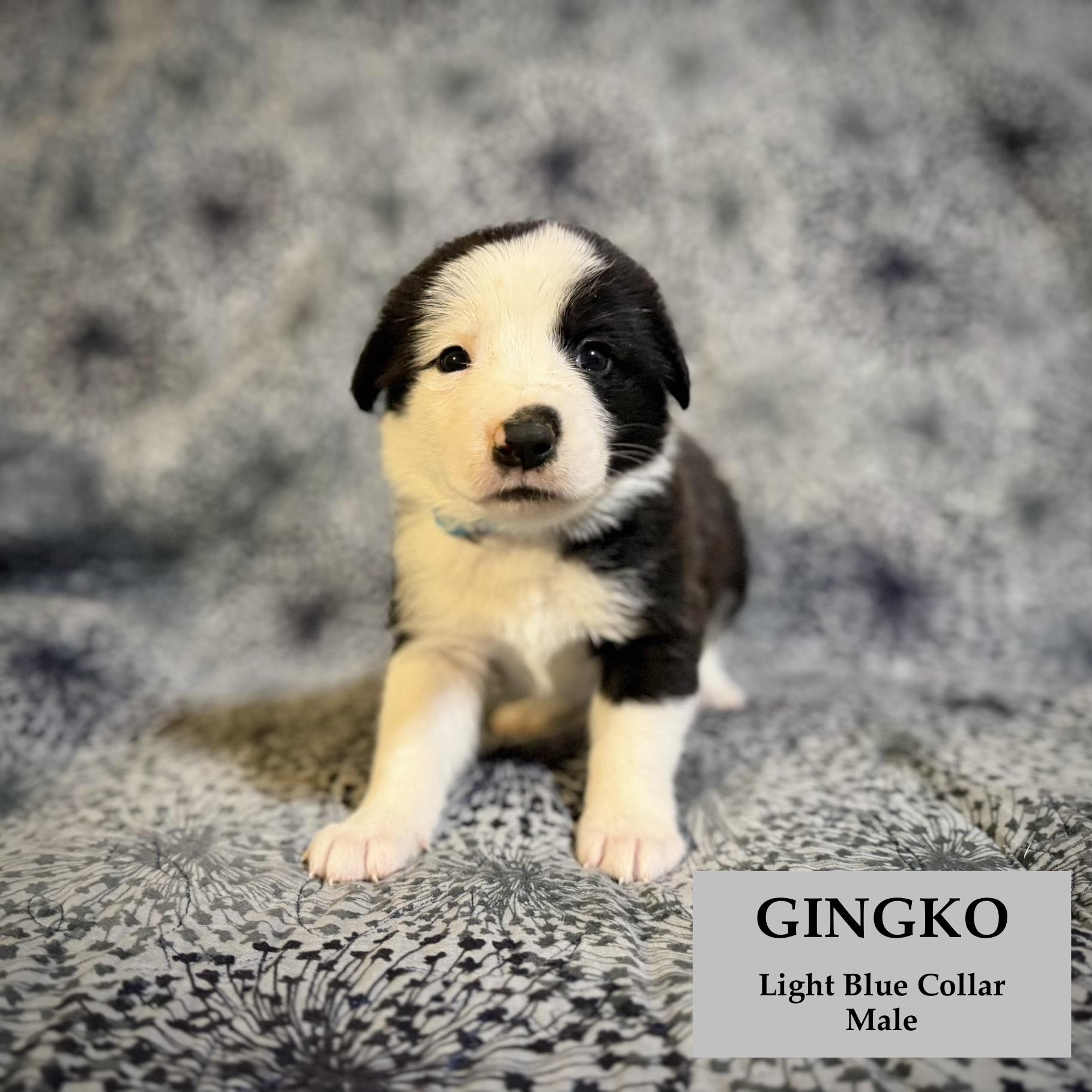 Enlarge Ginkgo, a ADOPTABLE mixed breed in Rome, GA image 1/1