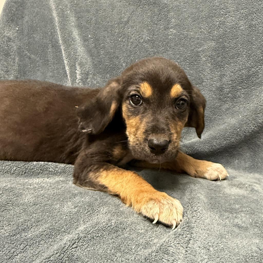 Enlarge Squirtle, a Adoptable mixed breed in Brenham, TX image 2/6