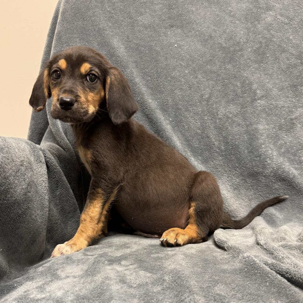Enlarge Squirtle, a Adoptable mixed breed in Brenham, TX image 3/6