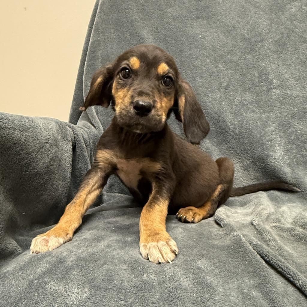 Enlarge Squirtle, a Adoptable mixed breed in Brenham, TX image 4/6