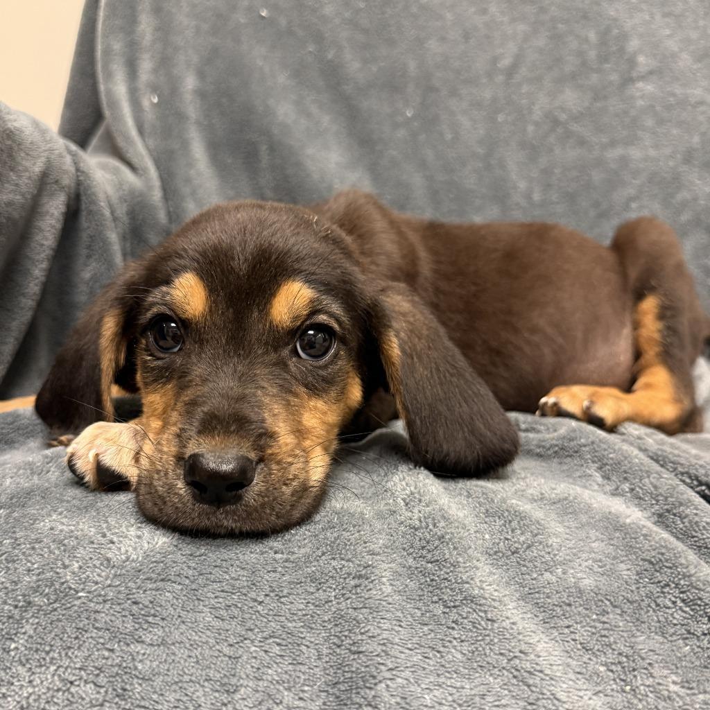 Enlarge Squirtle, a Adoptable mixed breed in Brenham, TX image 5/6