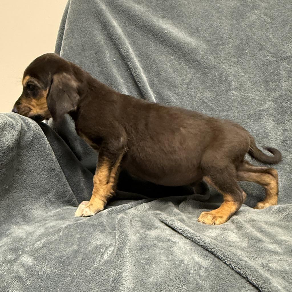 Enlarge Squirtle, a Adoptable mixed breed in Brenham, TX image 6/6