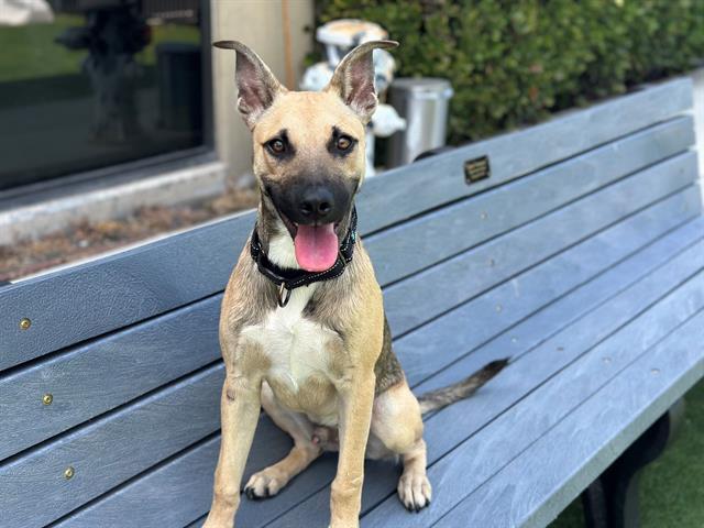 LOGAN, Adoptable, Young Male German Shepherd Dog & Mixed Breed.