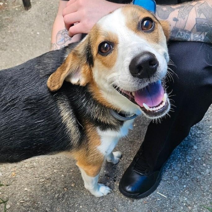 Enlarge Bagel, a ADOPTABLE mixed breed in Windsor, CT image 2/2
