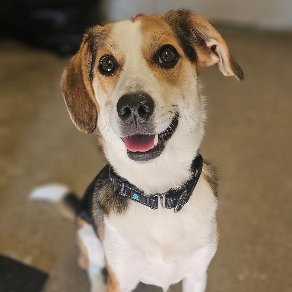 Bagel, an adoptable mixed breed in Windsor, CT image 4/4