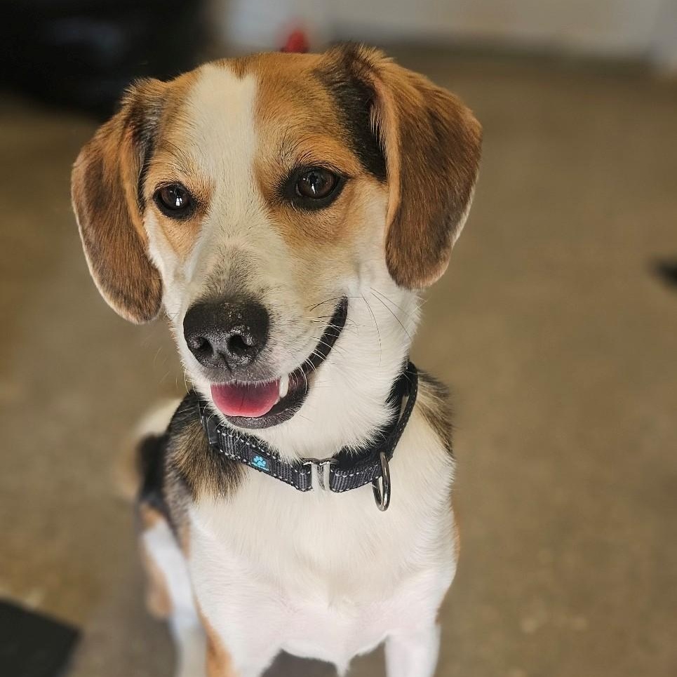 Bagel, an adoptable mixed breed in Windsor, CT image 3/4