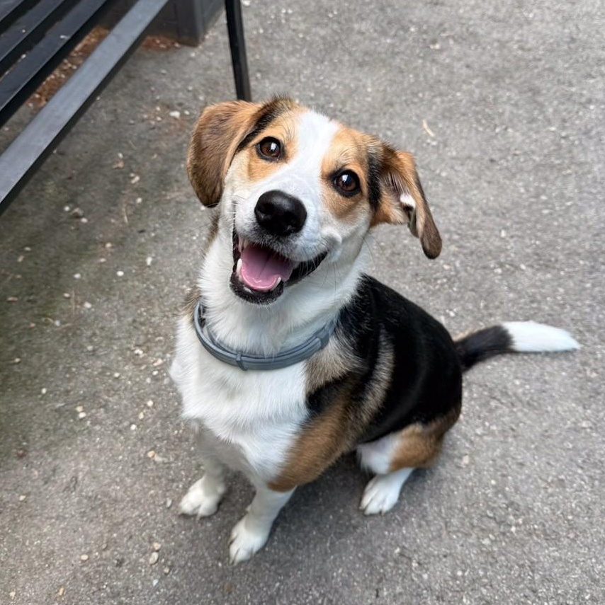 Enlarge Bagel, a ADOPTABLE mixed breed in Windsor, CT image 1/2