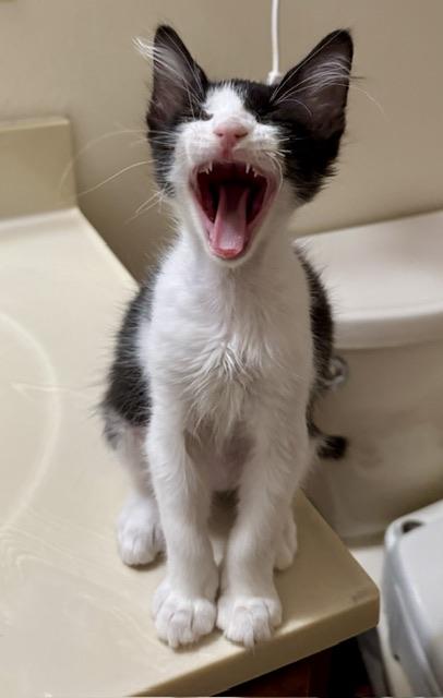 Raider, Inky and sister Hazel, Baby Male American Shorthair