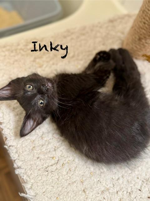 Raider, Inky and sister Hazel