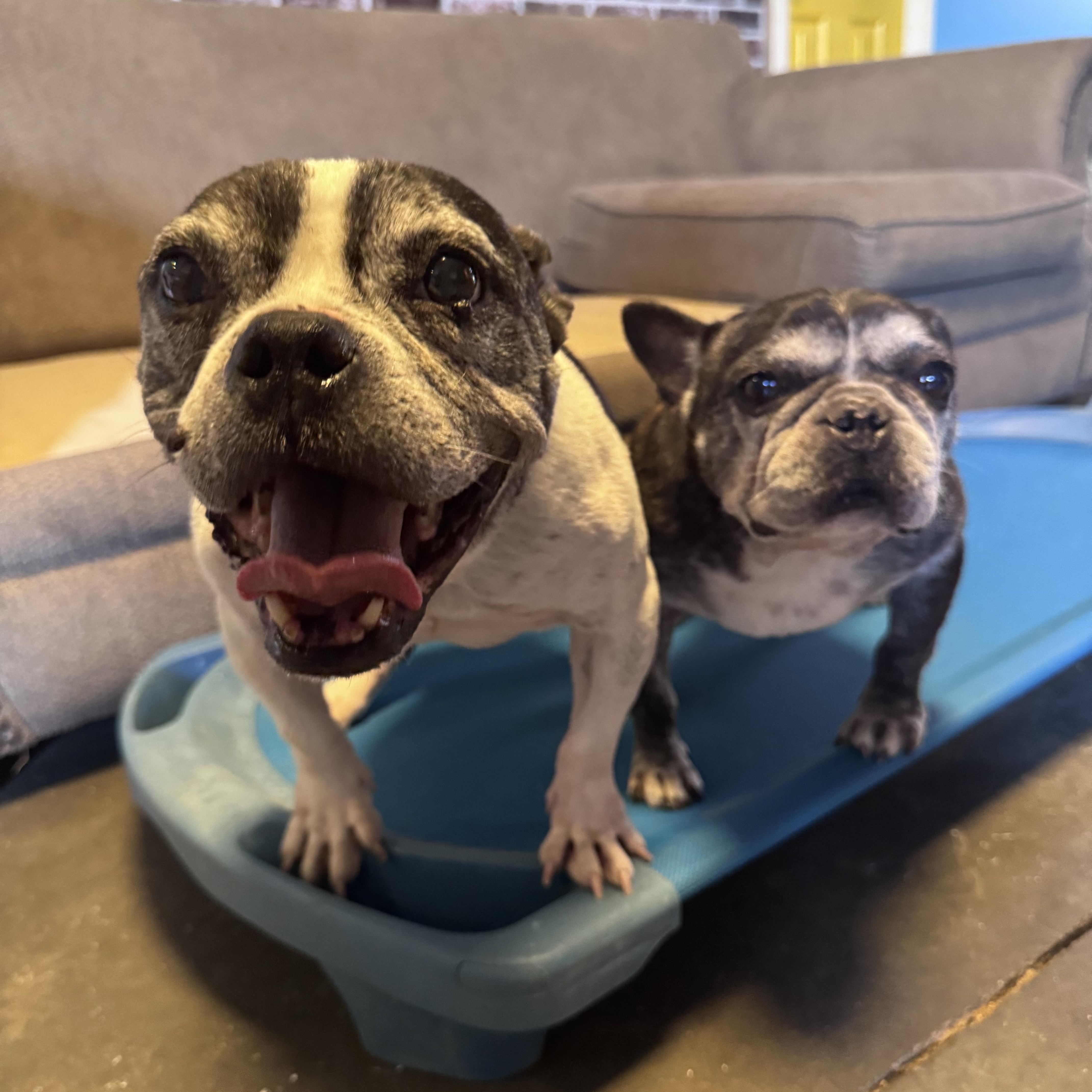 The Sisters, ADOPTABLE, Senior Female French Bulldog.