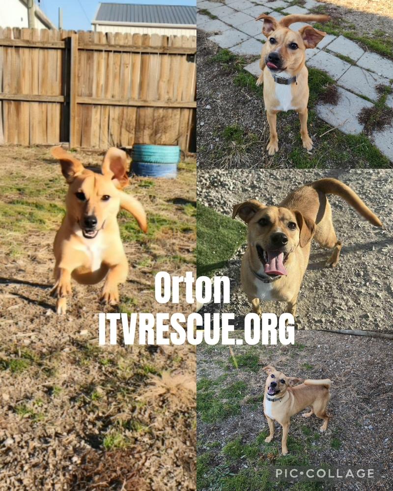 Enlarge Orton, a Adoptable mixed breed in Evansville, IN image 1/5