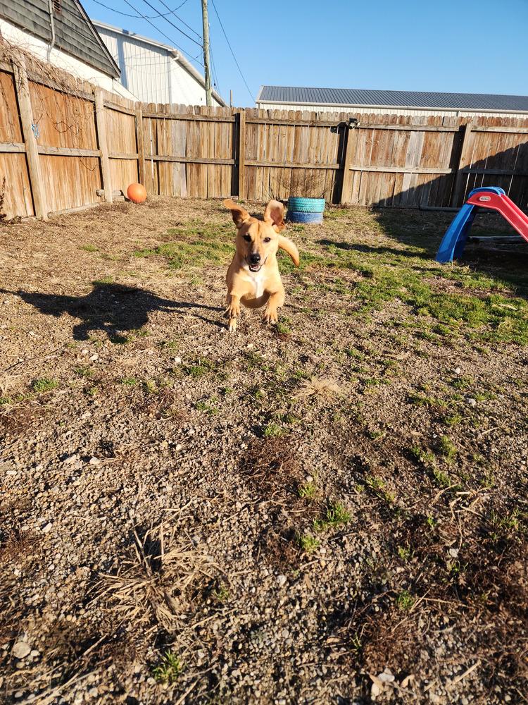 Enlarge Orton, a Adoptable mixed breed in Evansville, IN image 2/6