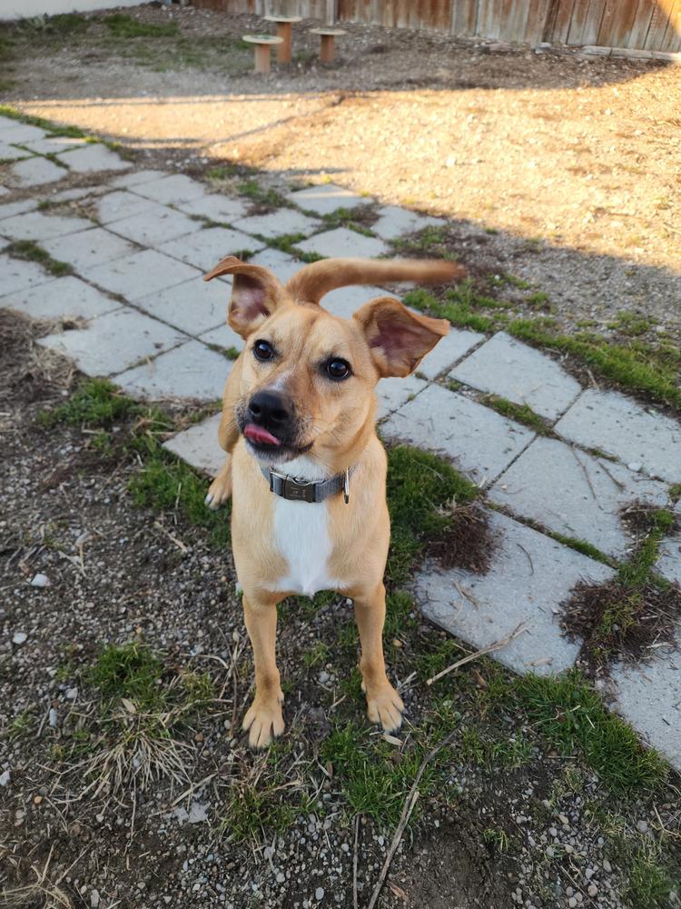 Enlarge Orton, a Adoptable mixed breed in Evansville, IN image 3/6