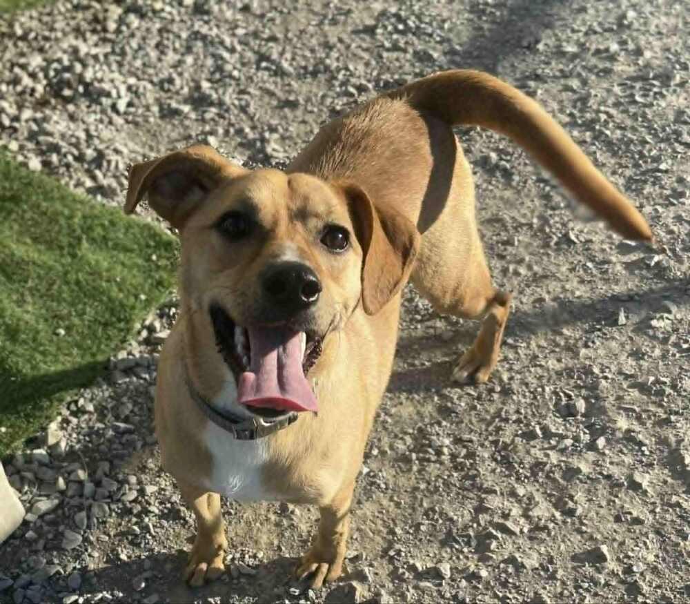 Enlarge Orton, a Adoptable mixed breed in Evansville, IN image 4/6