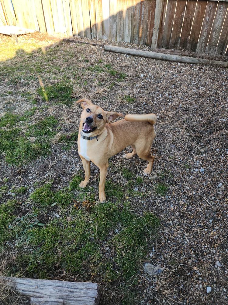 Enlarge Orton, a Adoptable mixed breed in Evansville, IN image 5/6