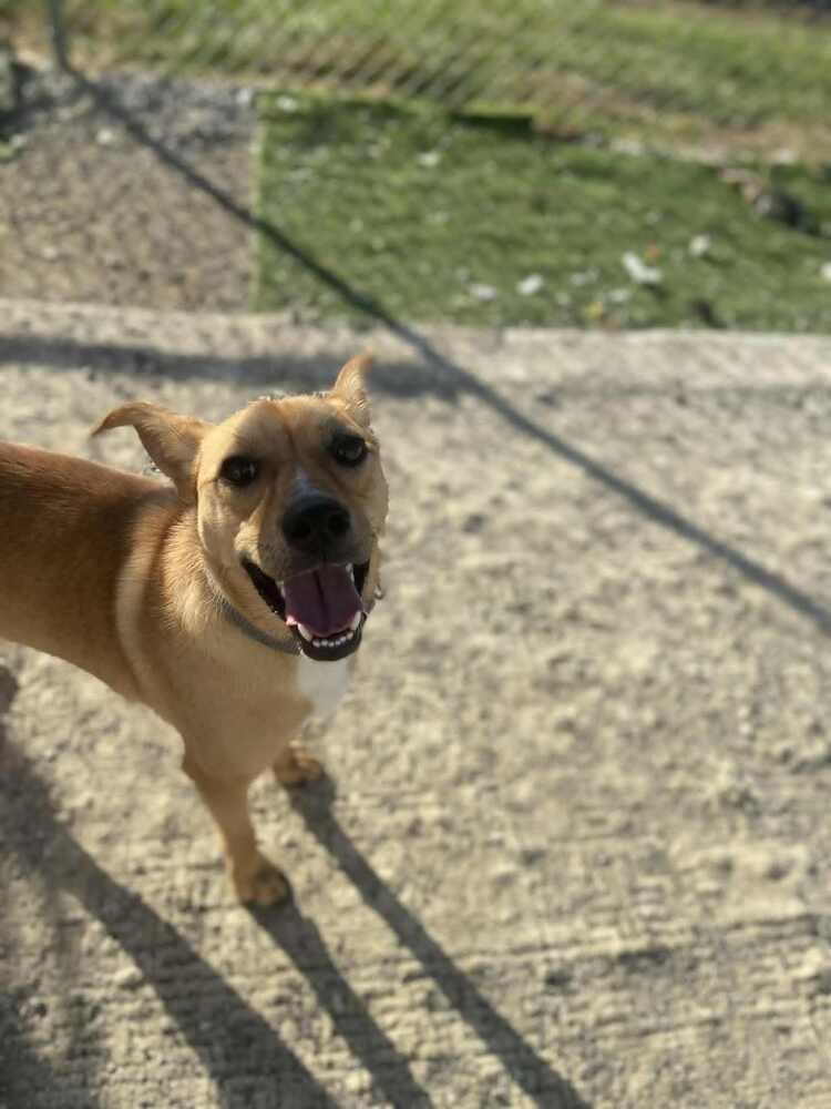 Enlarge Orton, a Adoptable mixed breed in Evansville, IN image 5/5