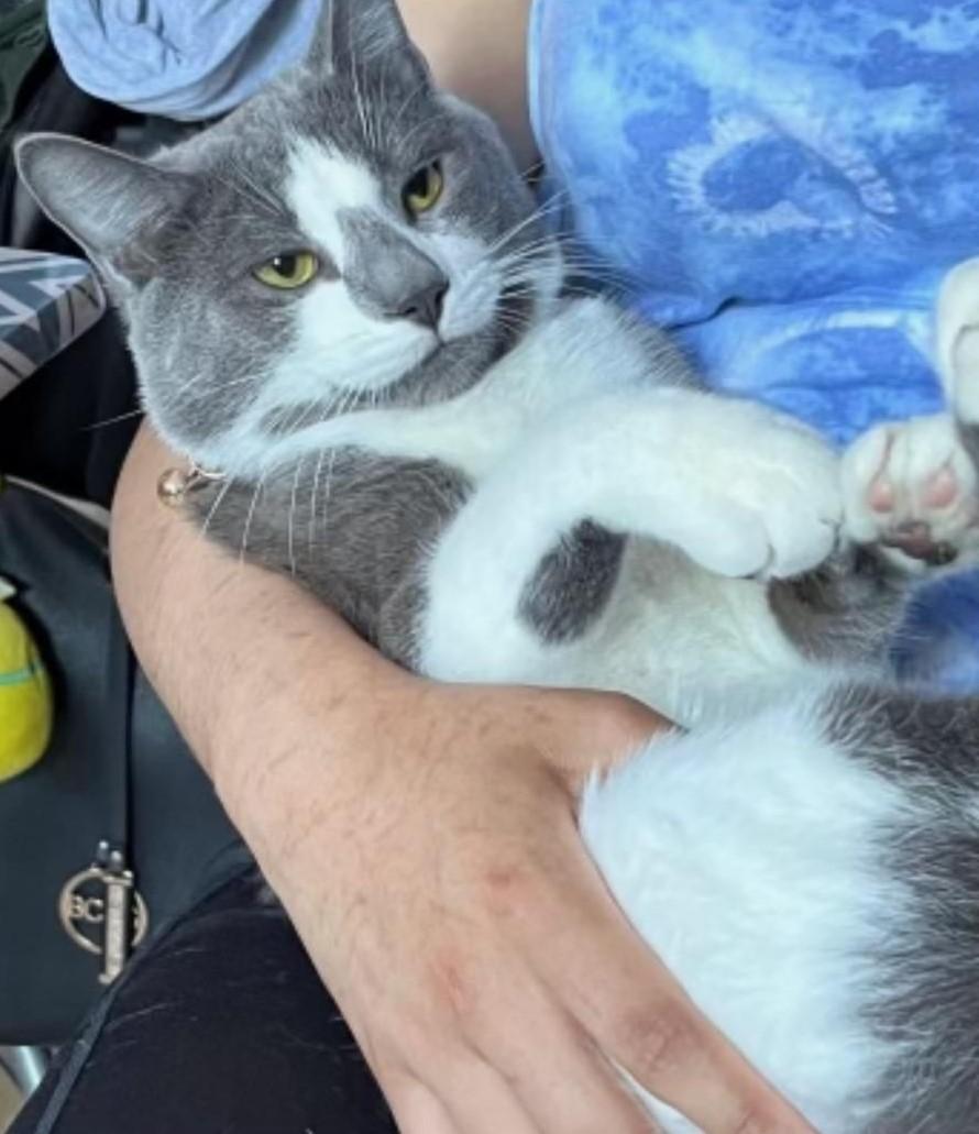 Austin, a Adoptable Domestic Short Hair in Closter, NJ image 5/5